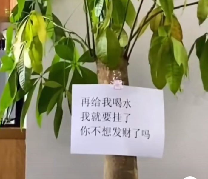 好养的大型绿植有哪些「好养的大型绿植有哪些 室内」_1